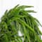 10ft. Artificial Real Touch Norfolk Island Pine Garland with Natural Look